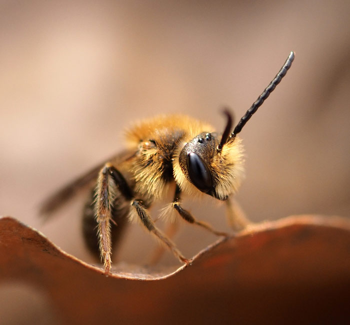 Rotschopfige Sandbiene, Andrena haemorrhoa